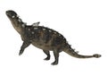 3D Rendering Dinosaur Euoplocephalus on White Royalty Free Stock Photo