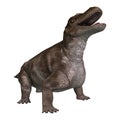 3D Rendering Dinosaur Keratocephalus on White Royalty Free Stock Photo