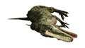 3D Rendering Dinosaur Monolophosaurus on White Royalty Free Stock Photo