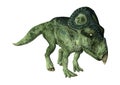 3D Rendering Dinosaur Protoceratops on White Royalty Free Stock Photo