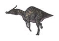 3D Rendering Dinosaur Saurolophus on White Royalty Free Stock Photo