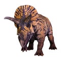 3D Rendering Dinosaur Triceratops on White Royalty Free Stock Photo