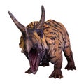 3D Rendering Dinosaur Triceratops on White Royalty Free Stock Photo