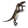 3D Rendering Dinosaur Utahraptor on White Royalty Free Stock Photo