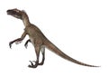 3D Rendering Dinosaur Utahraptor on White Royalty Free Stock Photo