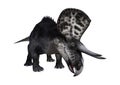 3D Rendering Dinosaur Zuniceratops on White Royalty Free Stock Photo