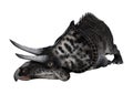 3D Rendering Dinosaur Zuniceratops on White Royalty Free Stock Photo