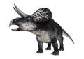 3D Rendering Dinosaur Zuniceratops on White Royalty Free Stock Photo