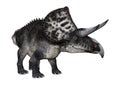 3D Rendering Dinosaur Zuniceratops on White Royalty Free Stock Photo