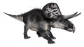 3D Rendering Dinosaur Zuniceratops on White Royalty Free Stock Photo