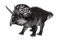 3D Rendering Dinosaur Zuniceratops on White Royalty Free Stock Photo