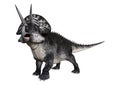 3D Rendering Dinosaur Zuniceratops on White Royalty Free Stock Photo