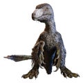 3D Rendering Dinosur Dakotaraptor on White Royalty Free Stock Photo