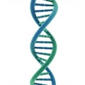 A 3D rendering of a DNA double helix is shown, consisting of two intertwined strands. Royalty Free Stock Photo