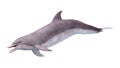 3D Rendering Dolphin on White