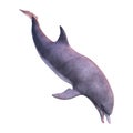 3D Rendering Dolphin on White