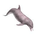 3D Rendering Dolphin on White