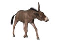 3D Rendering Donkey on White