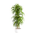 3d rendering of a Dracaena massangeana plant isolated on white background Royalty Free Stock Photo