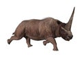 3D Rendering Elasmotherium on White Royalty Free Stock Photo