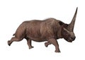 3D Rendering Elasmotherium on White