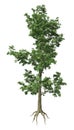 3D Rendering Elm Tree on White Royalty Free Stock Photo