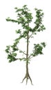3D Rendering Elm Tree on White Royalty Free Stock Photo