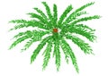 3D Rendering Encephalartos Ferox on White