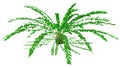 3D Rendering Encephalartos Ferox on White