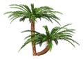 3D Rendering Encephalartos Woodii Palm Trees on White