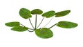 3D Rendering European Frogbit Plant on White Royalty Free Stock Photo