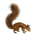 3D Rendering European Red Squirrel on White