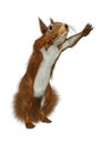 3D Rendering European Red Squirrel on White Royalty Free Stock Photo