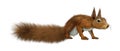 3D Rendering European Red Squirrel on White Royalty Free Stock Photo