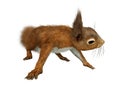 3D Rendering European Red Squirrel on White Royalty Free Stock Photo