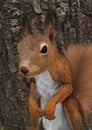 3D Rendering European Red Squirrel