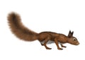 3D Rendering European Red Squirrel on White Royalty Free Stock Photo