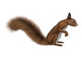 3D Rendering European Red Squirrel on White Royalty Free Stock Photo