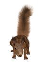 3D Rendering European Red Squirrel on White Royalty Free Stock Photo