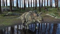 3d-illustration of an extincted dinosaur albertaceratops at a pond Royalty Free Stock Photo
