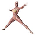 3D Rendering Female Anatomy Figure on White Royalty Free Stock Photo