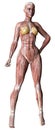 3D Rendering Female Anatomy Figure on White Royalty Free Stock Photo