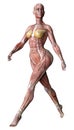 3D Rendering Female Anatomy Figure on White Royalty Free Stock Photo