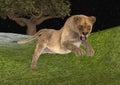 3D Rendering Female Lion Hunting