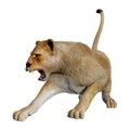 3D Rendering Female Lion on White