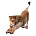 3D Rendering Female Lion on White Royalty Free Stock Photo