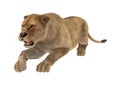 3D Rendering Female Lion on White