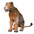 3D Rendering Female Lion on White Royalty Free Stock Photo