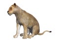 3D Rendering Female Lion on White Royalty Free Stock Photo