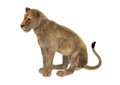 3D Rendering Female Lion on White Royalty Free Stock Photo